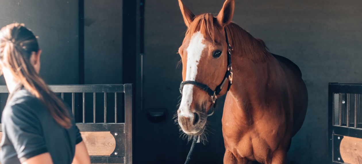 Woman Bringing a Brown Horse Out of Its Stable