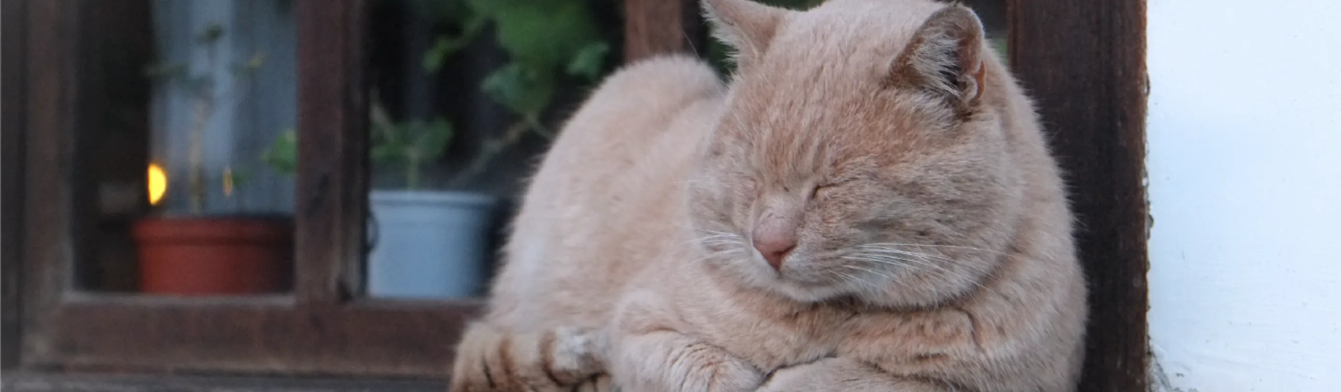 Cat laying with its eyes closed