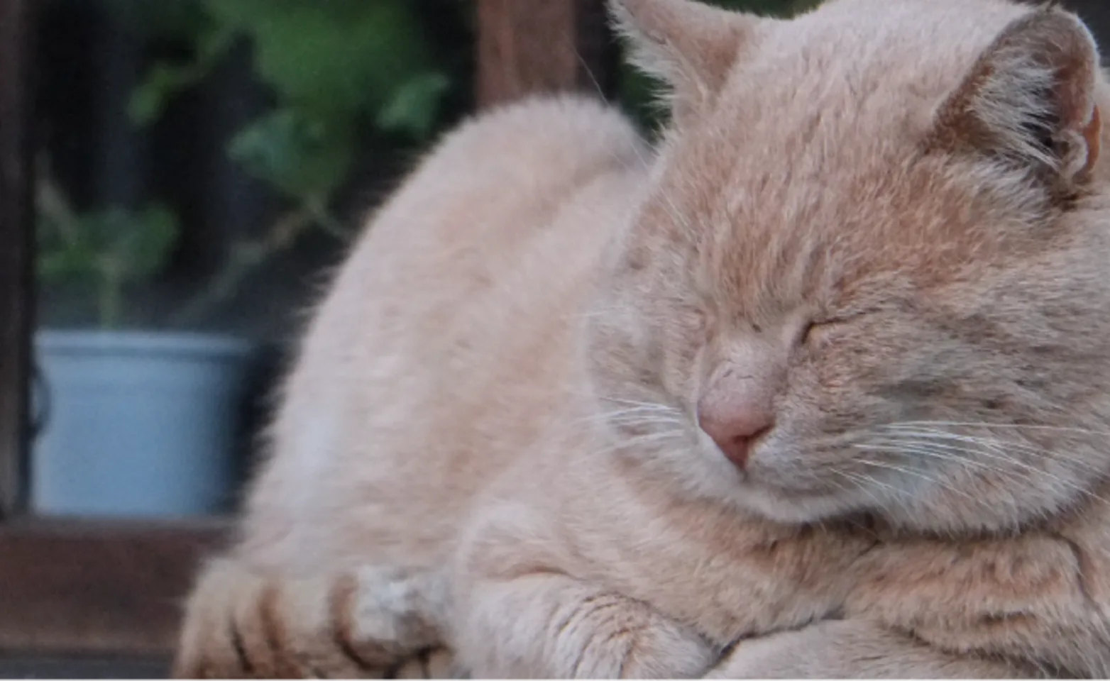 Cat laying with its eyes closed Cat laying with its eyes closed
