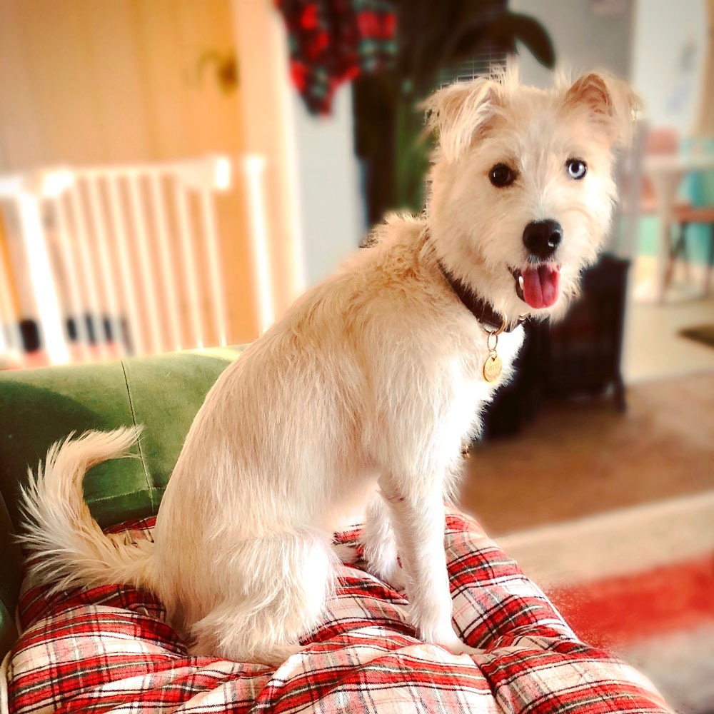  A happy dog sitting on a couch