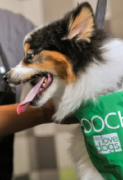 A Dog Getting Groomed at Pooch Hotel