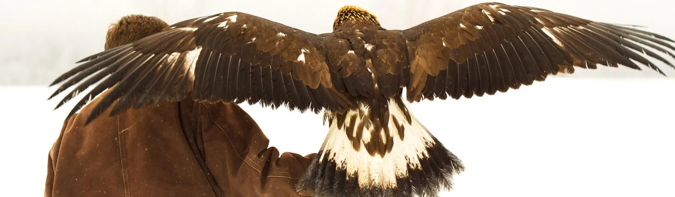 Man holding eagle on arm Man holding eagle on arm