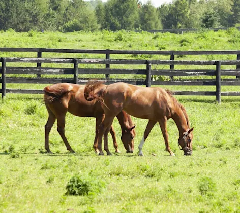 Two horses grazing in a green pasture