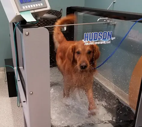 Dog in water rehab walking Dog in water rehab walking