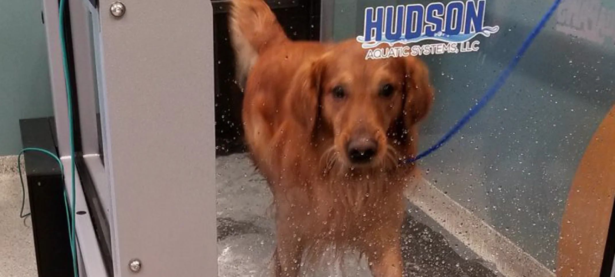 Dog in water rehab walking Dog in water rehab walking