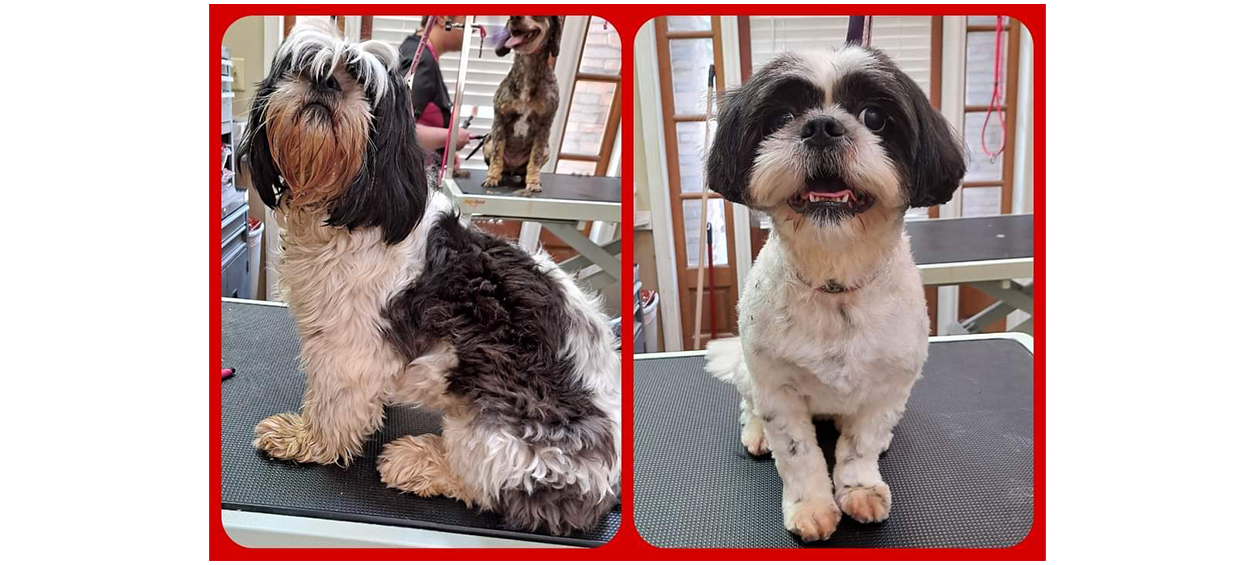 Before and After of groomed dog