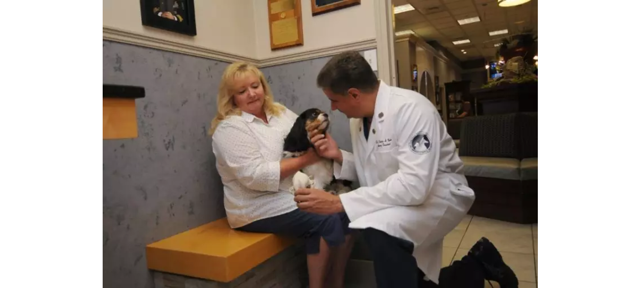 Two veterinarians examining a dog