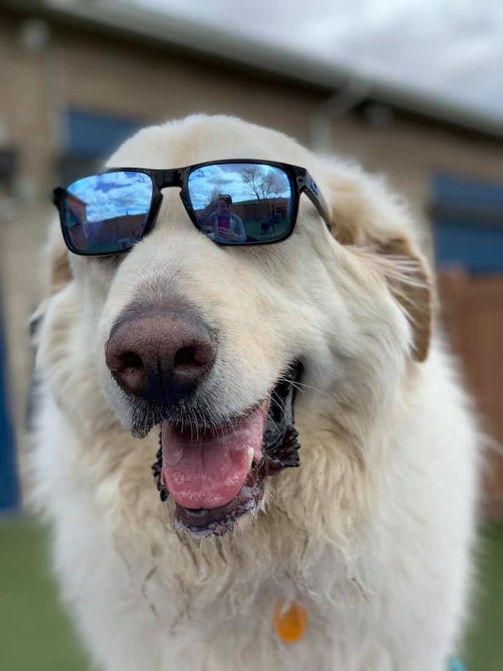 dog wearing shades