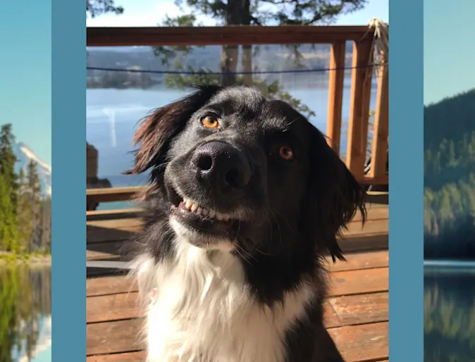 Arrow (Dog) Arrow (Dog)