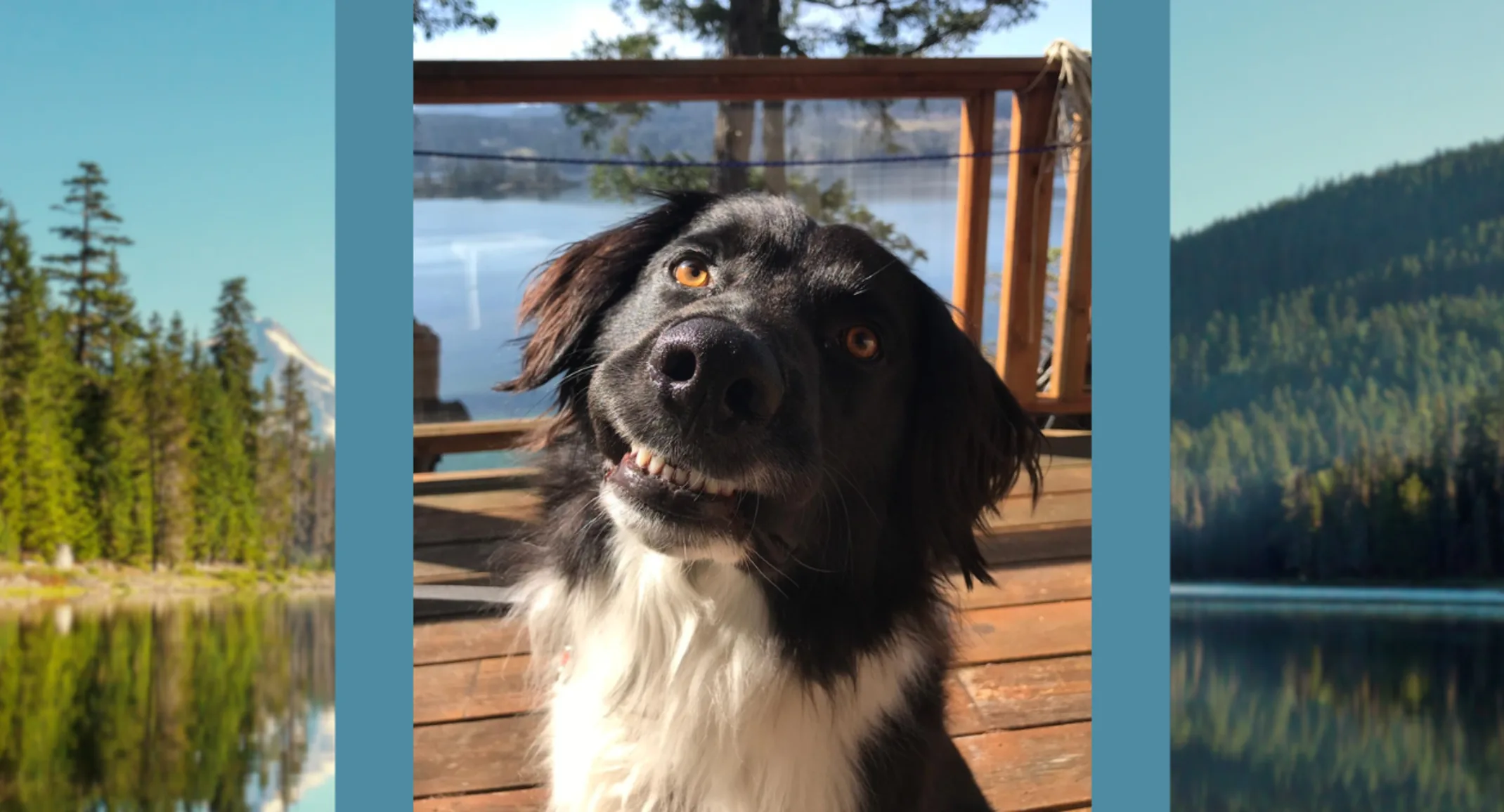 Arrow (Dog) Arrow (Dog)