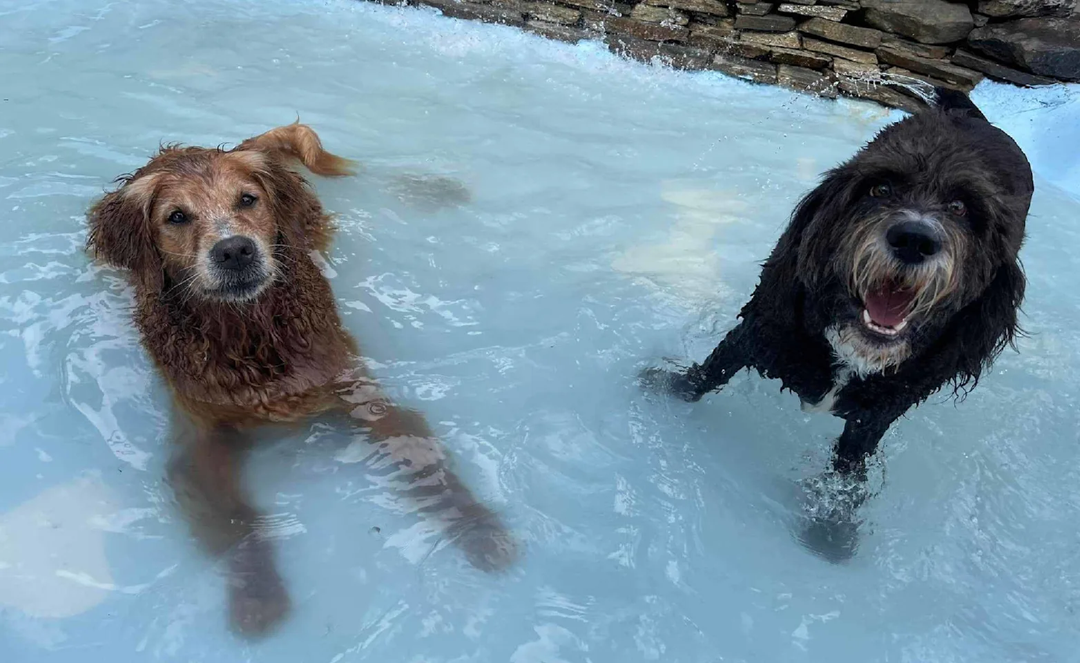 Two dogs in the water Two dogs in the water
