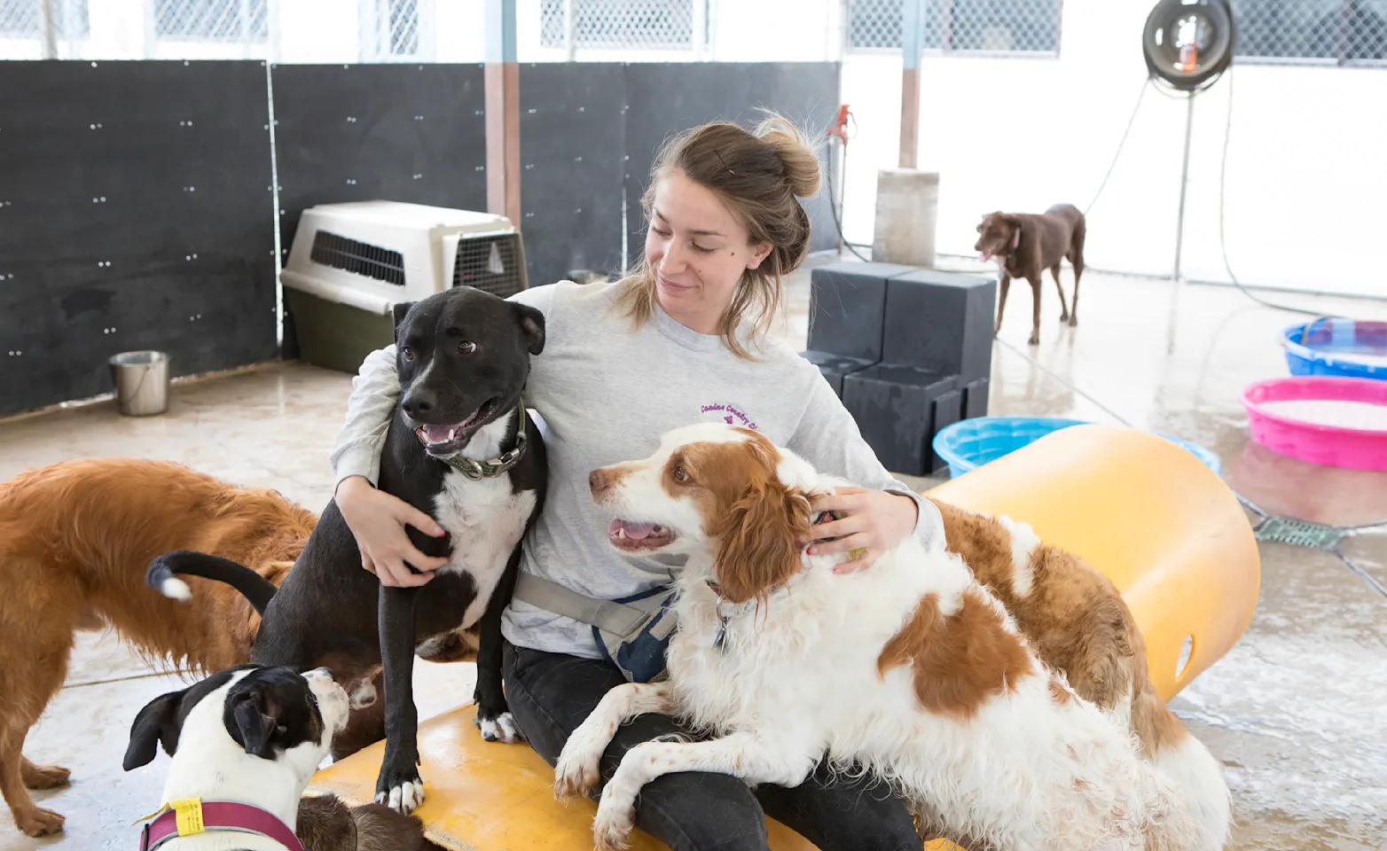 Dogs with Employee Playing Dogs with Employee Playing