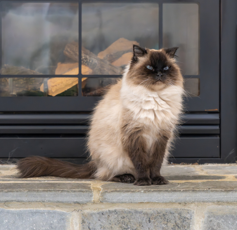 Brown Birman cat