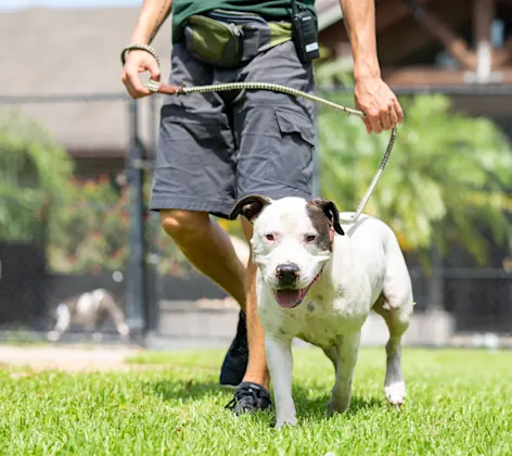 Dog on a leash walking in the grass Dog on a leash walking in the grass