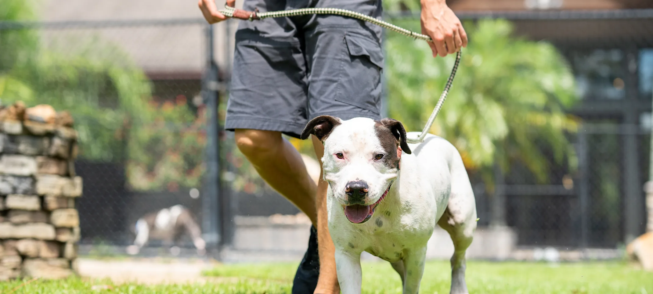 Dog on a leash walking in the grass 