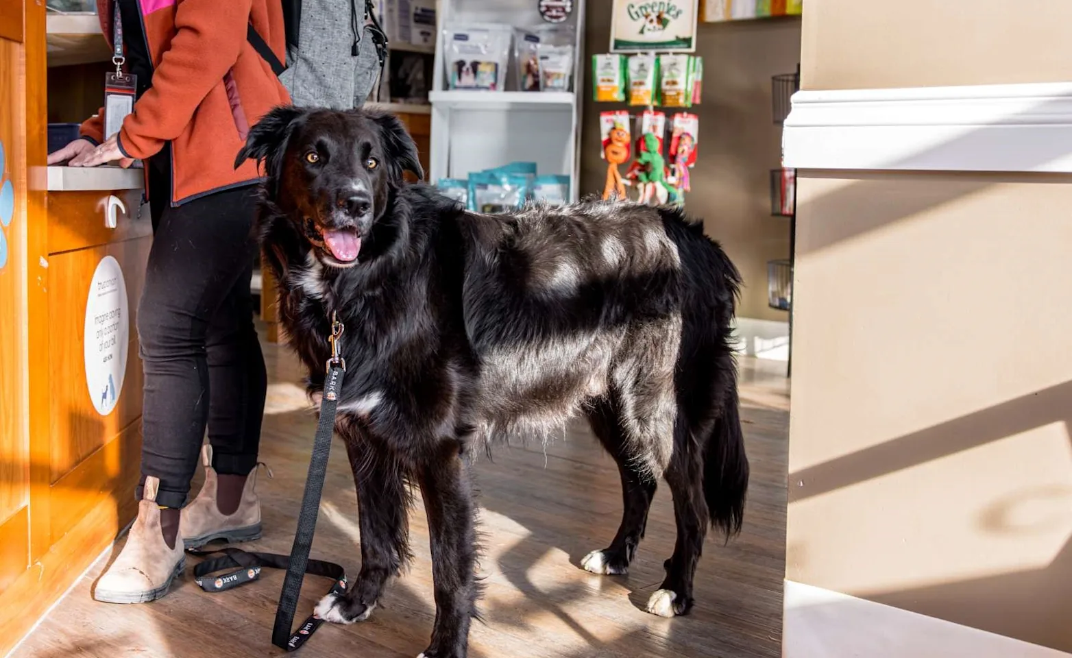 Dog on leash standing next to owner Dog on leash standing next to owner