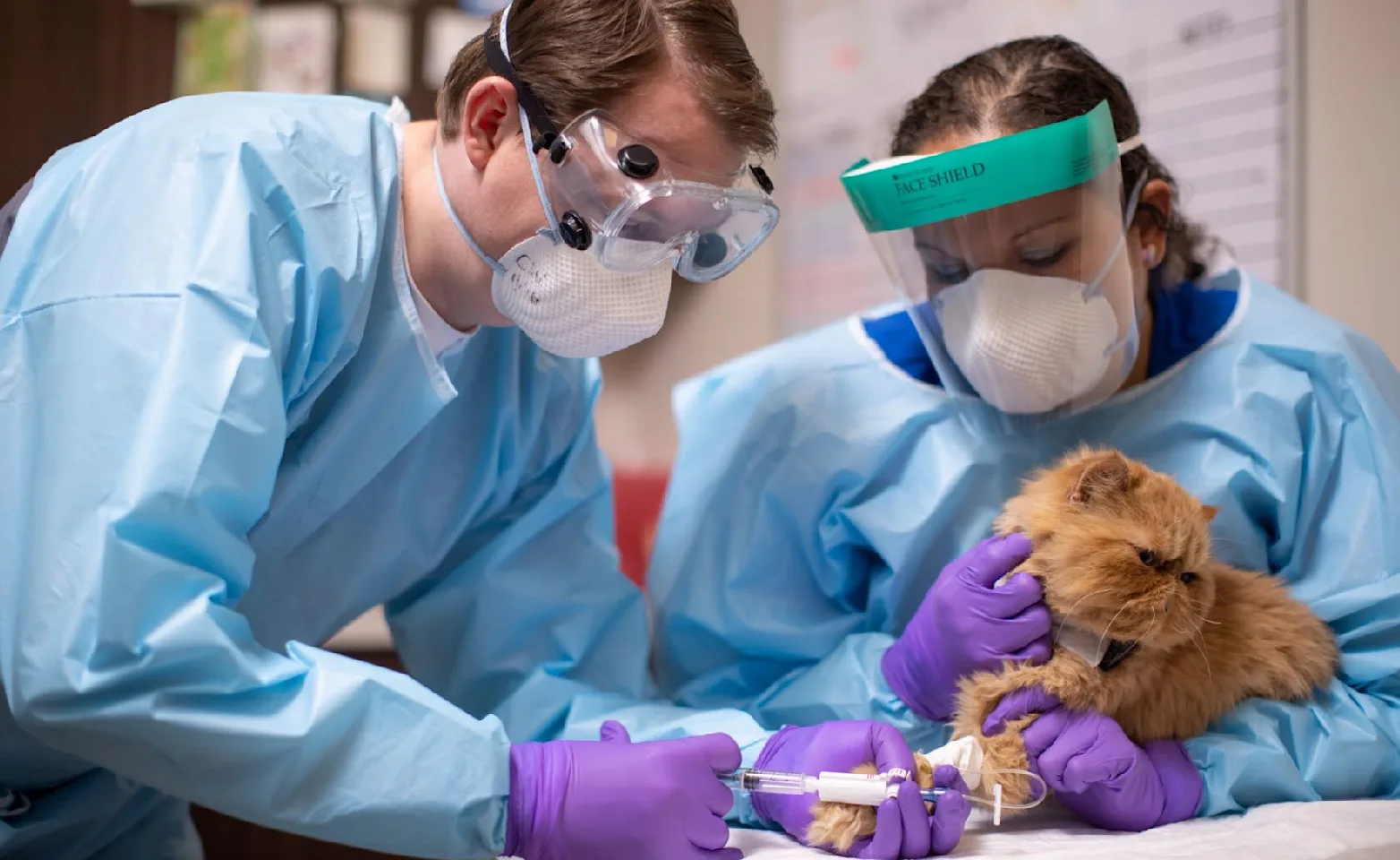 cat receiving chemotherapy