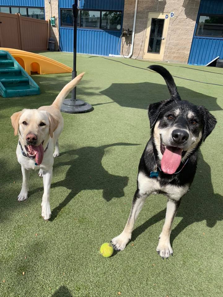Dogs on turf with tennis ball