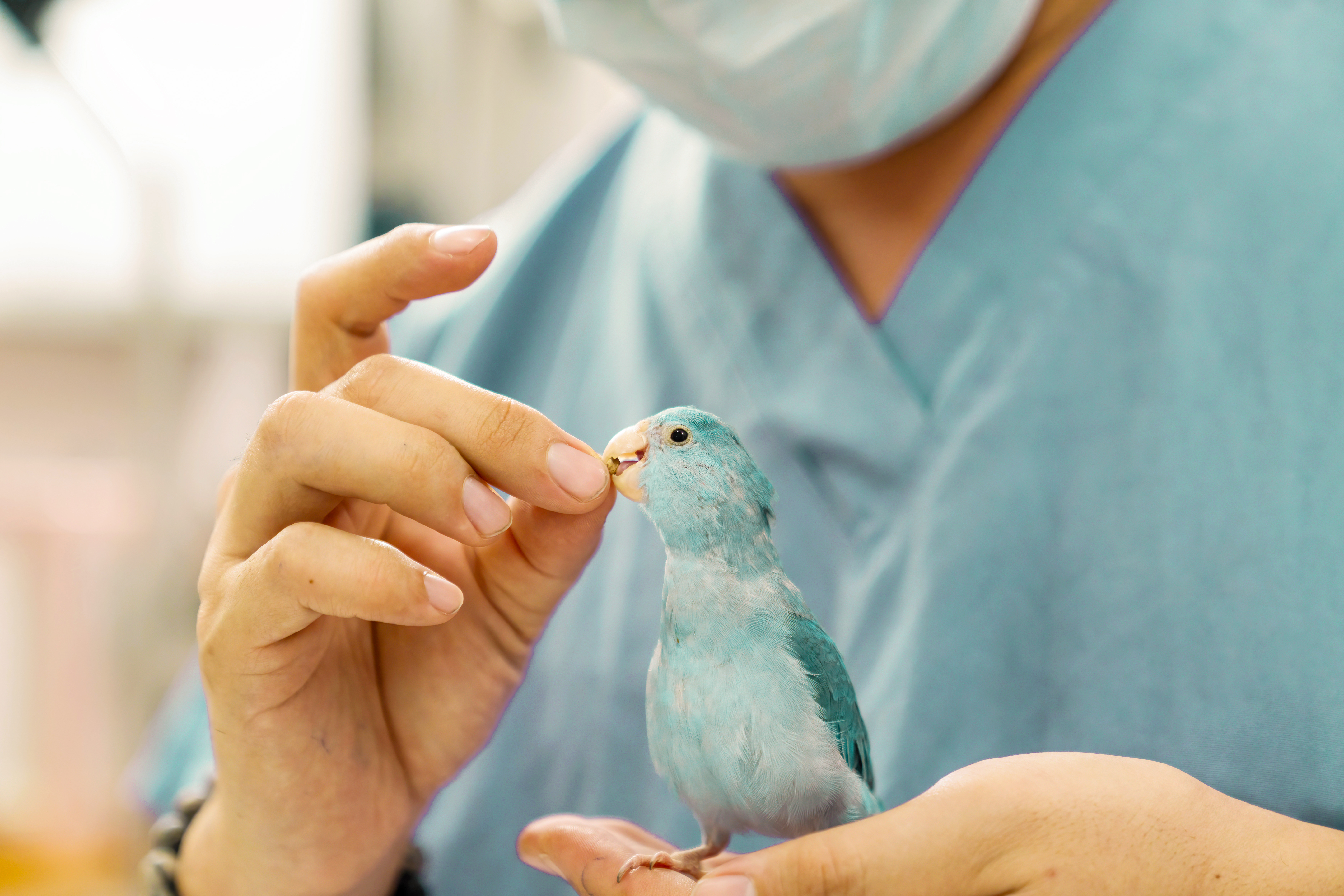 Veterinarian feeding a bird