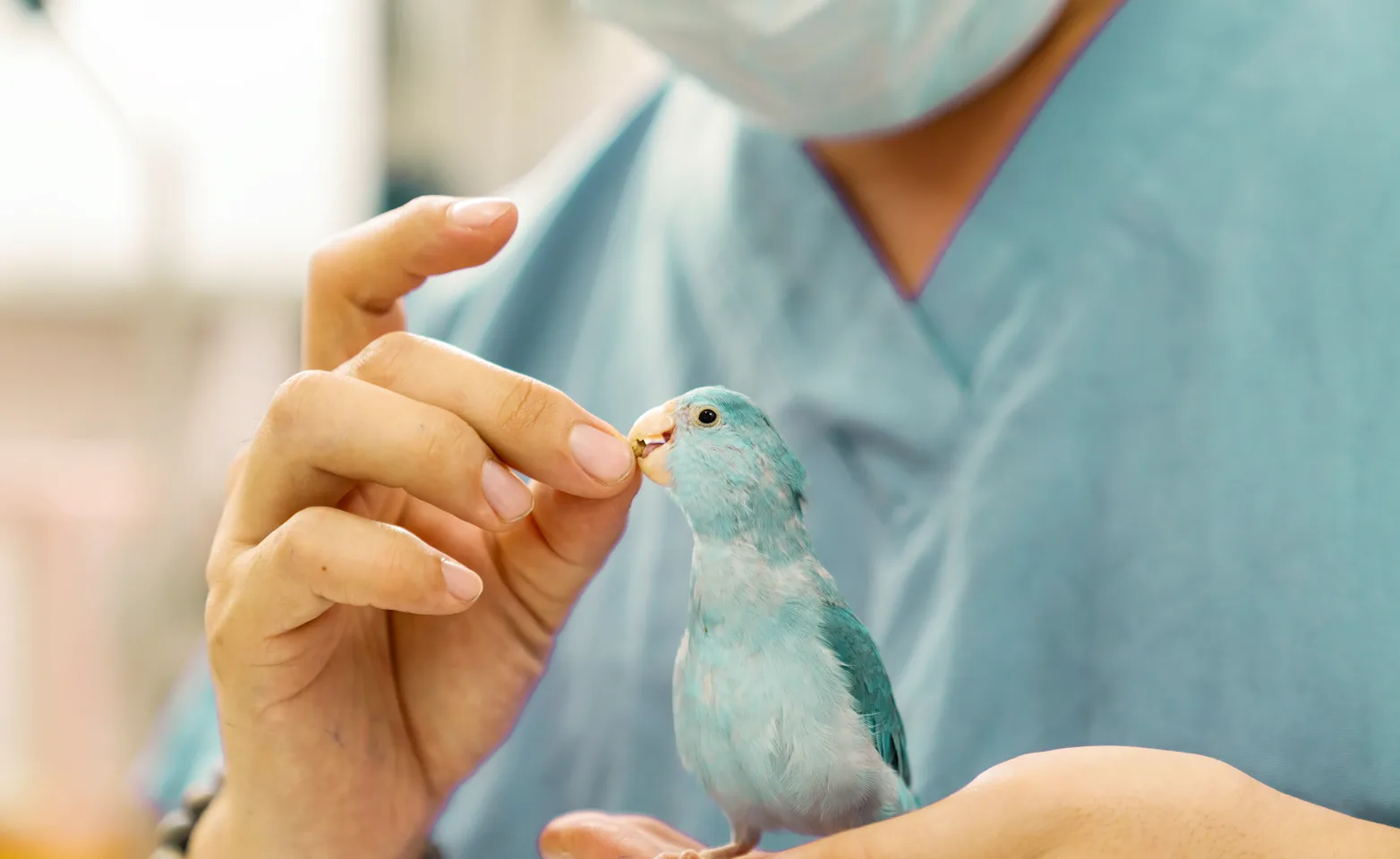 Veterinarian feeding a bird Veterinarian feeding a bird