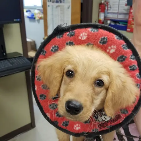 North Country Veterinary Services and Puppy with cone