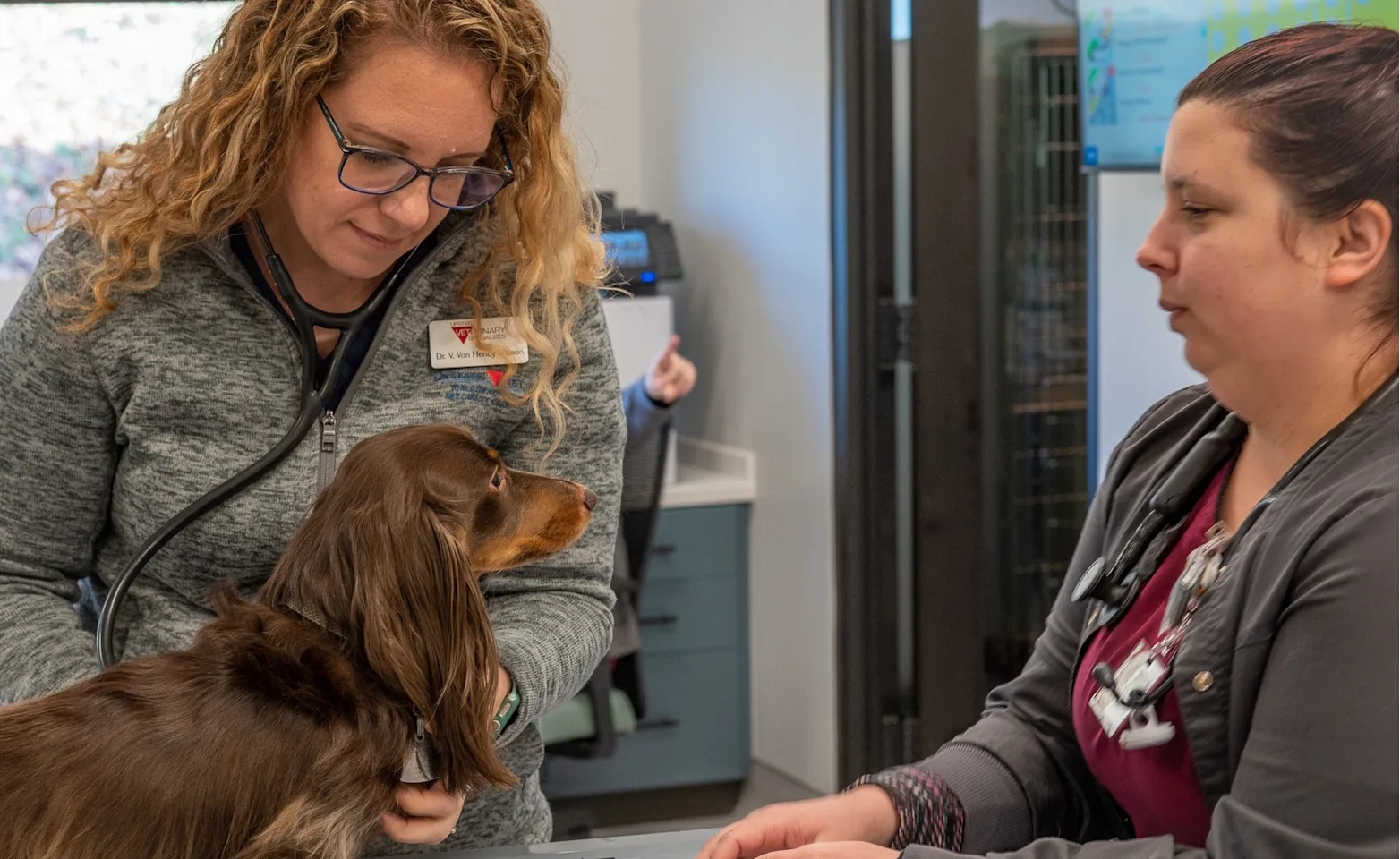 Veterinary staff examining a brown cocker spaniel Veterinary staff examining a brown cocker spaniel
