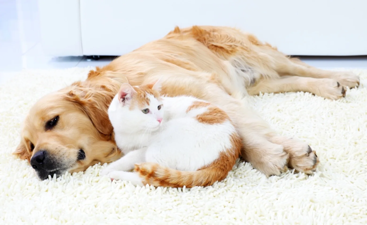 A dog and cat snuggling together on a rug