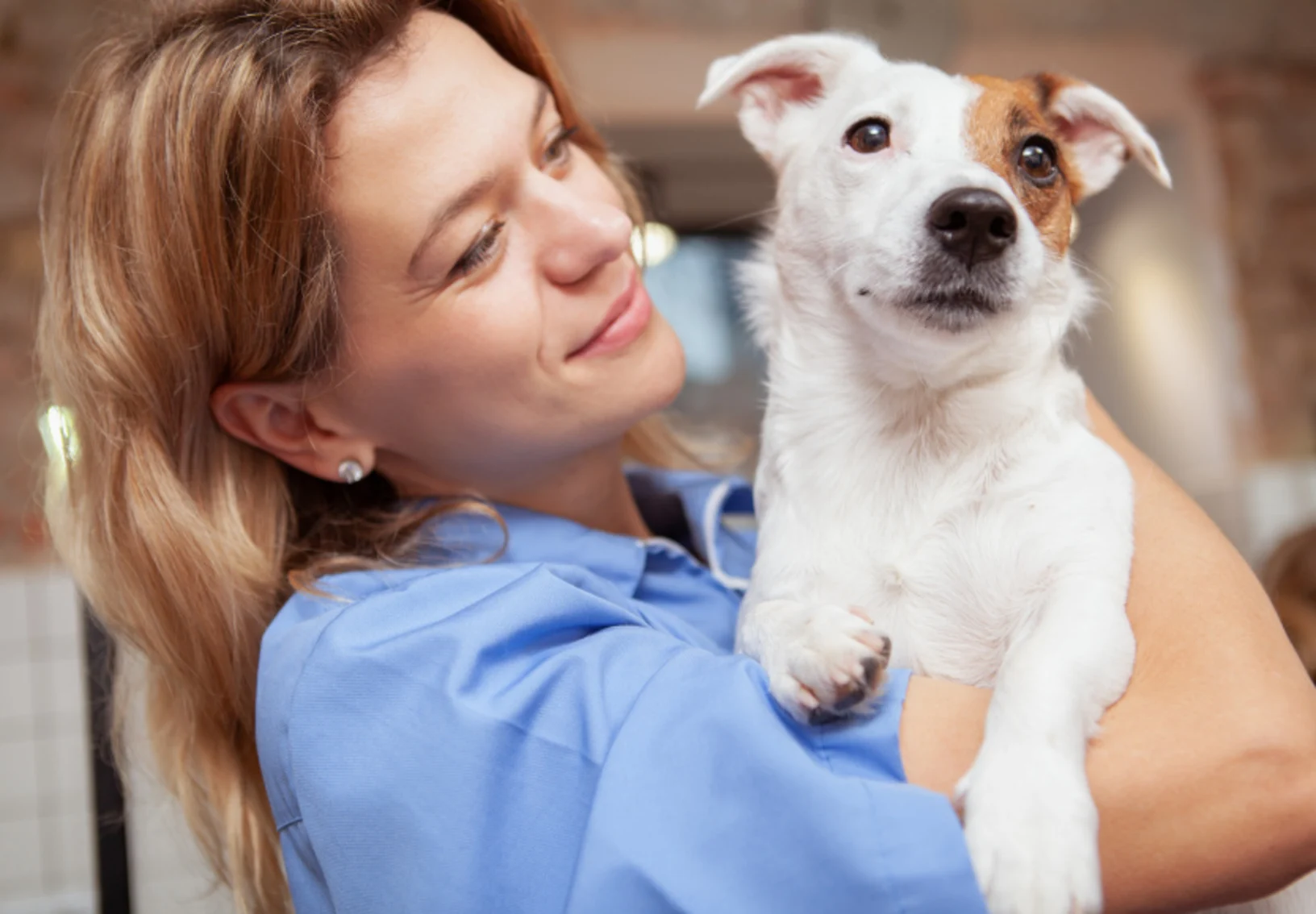 Veterinarian Holding Dog