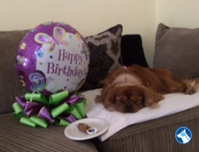 brown dog, Fergie, lying on couch next to happy birthday balloon brown dog, Fergie, lying on couch next to happy birthday balloon