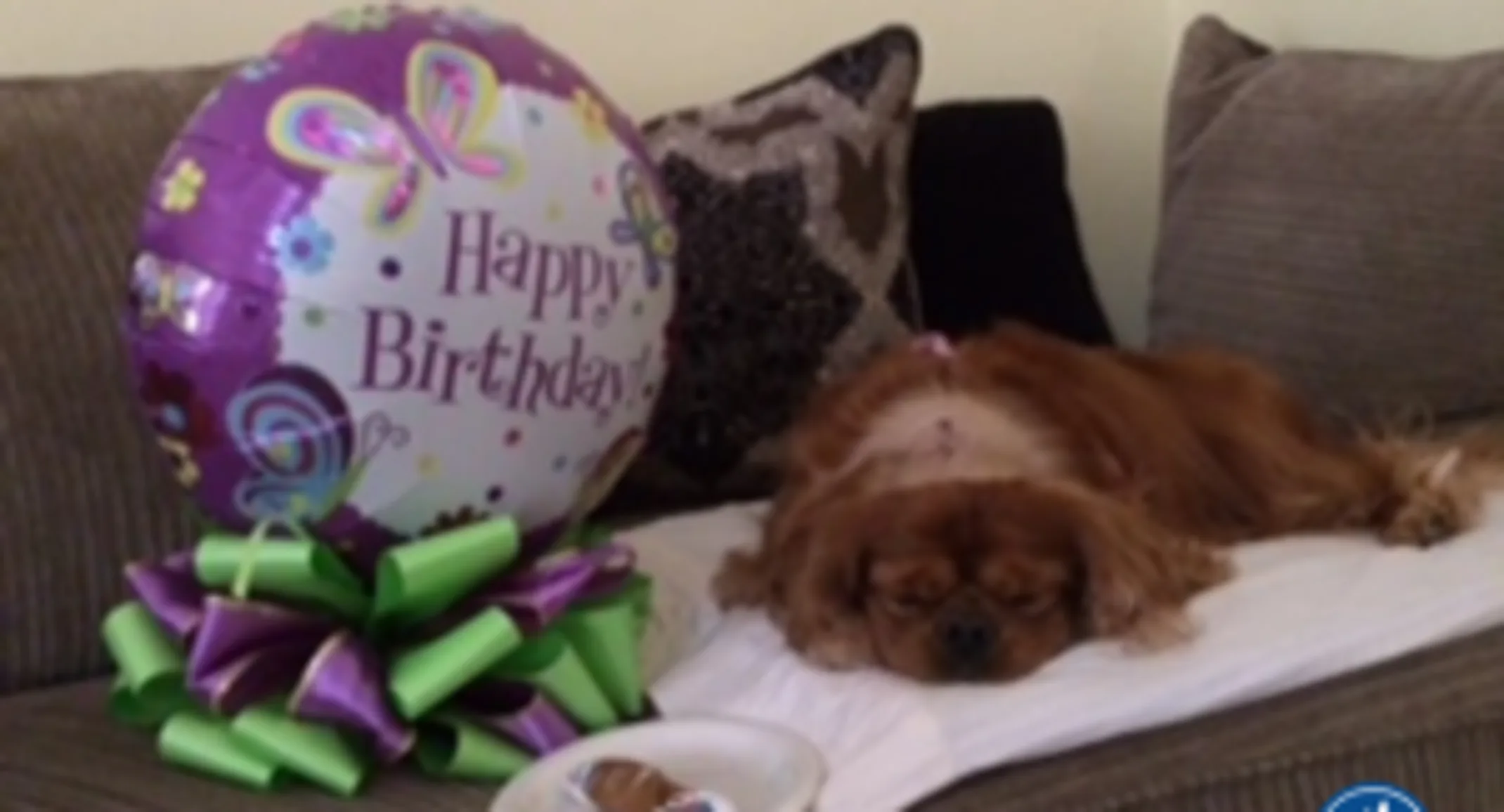brown dog, Fergie, lying on couch next to happy birthday balloon brown dog, Fergie, lying on couch next to happy birthday balloon