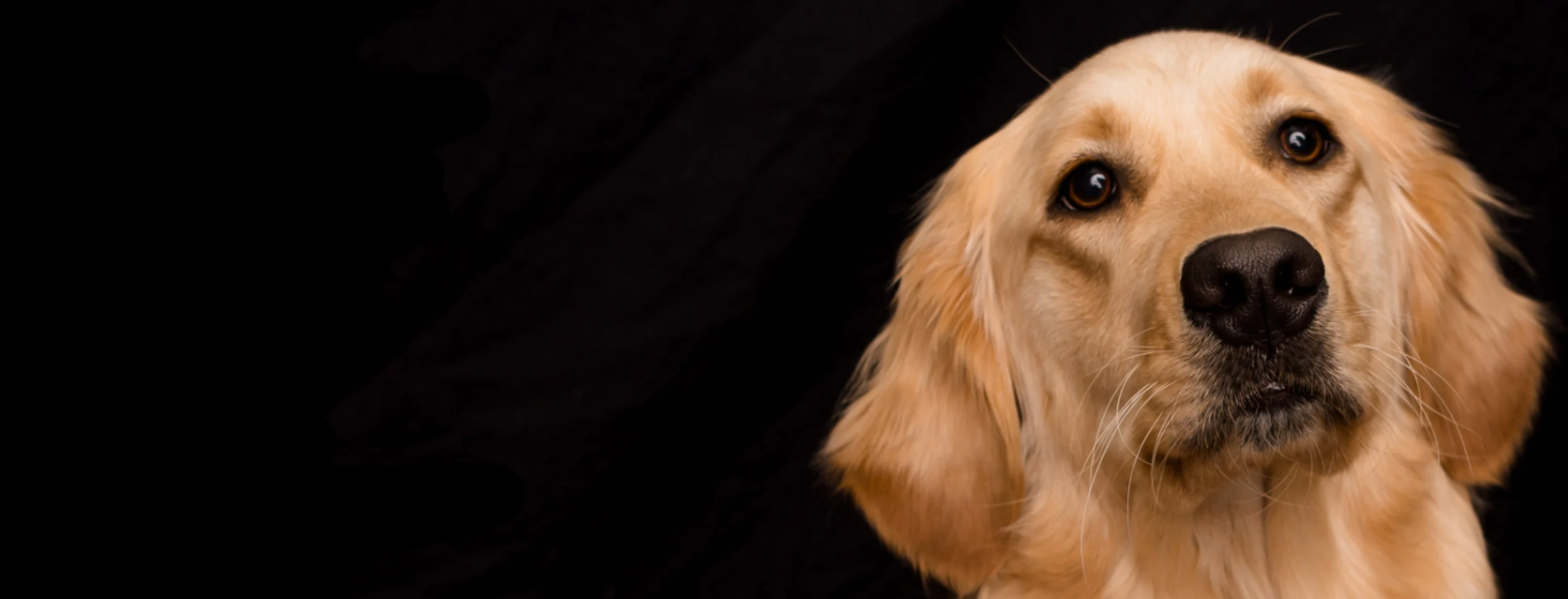 A photo of a golden retriever looking off into the distance A photo of a golden retriever looking off into the distance