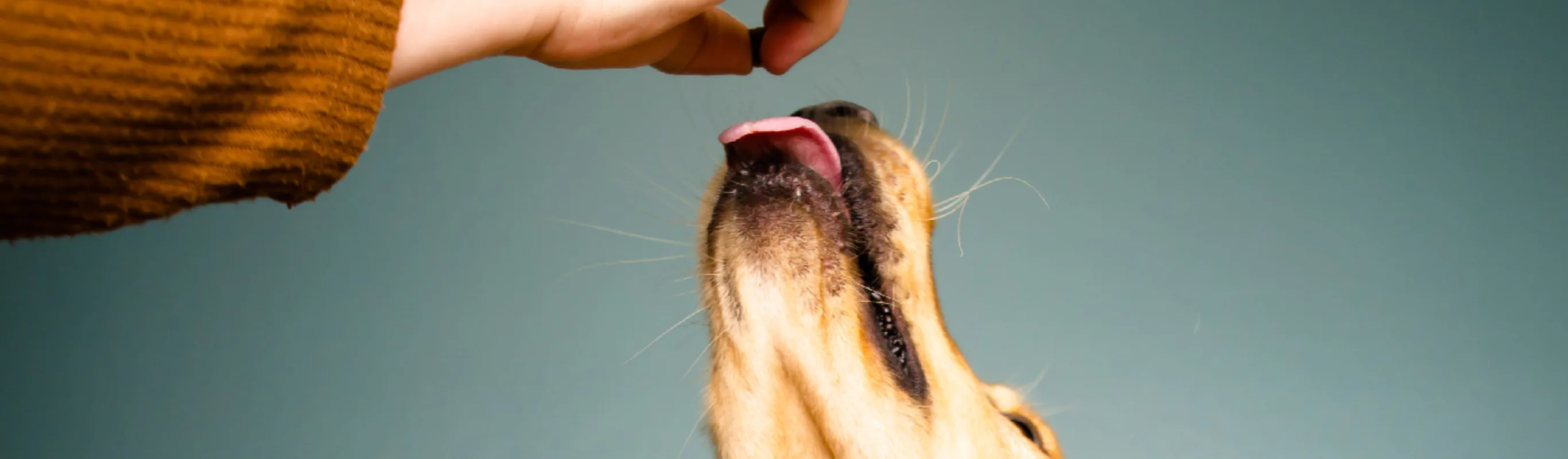 A photo of a Golden Retriever jumping to get a treat