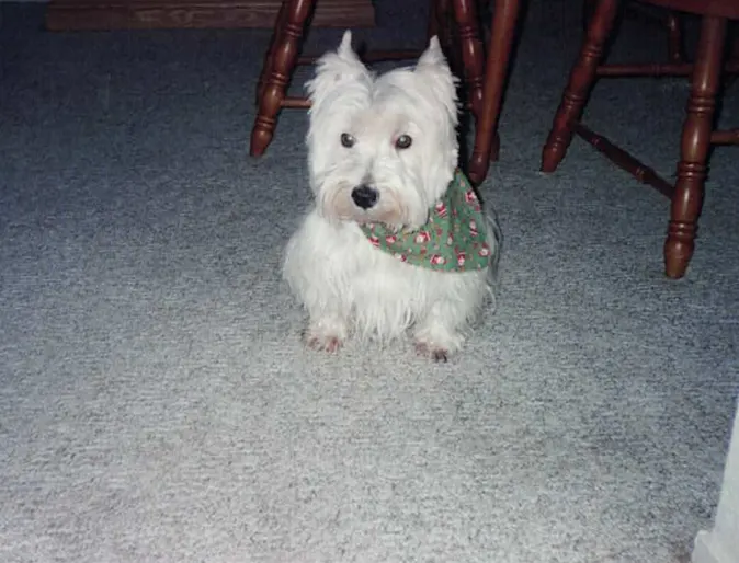 Toby the white dog Toby the white dog