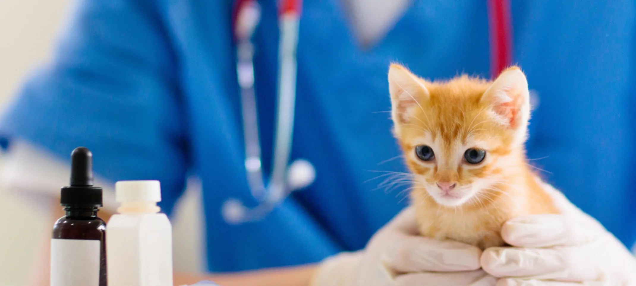Close Up of Staff Holding Kitten Next to Medicine Close Up of Staff Holding Kitten Next to Medicine