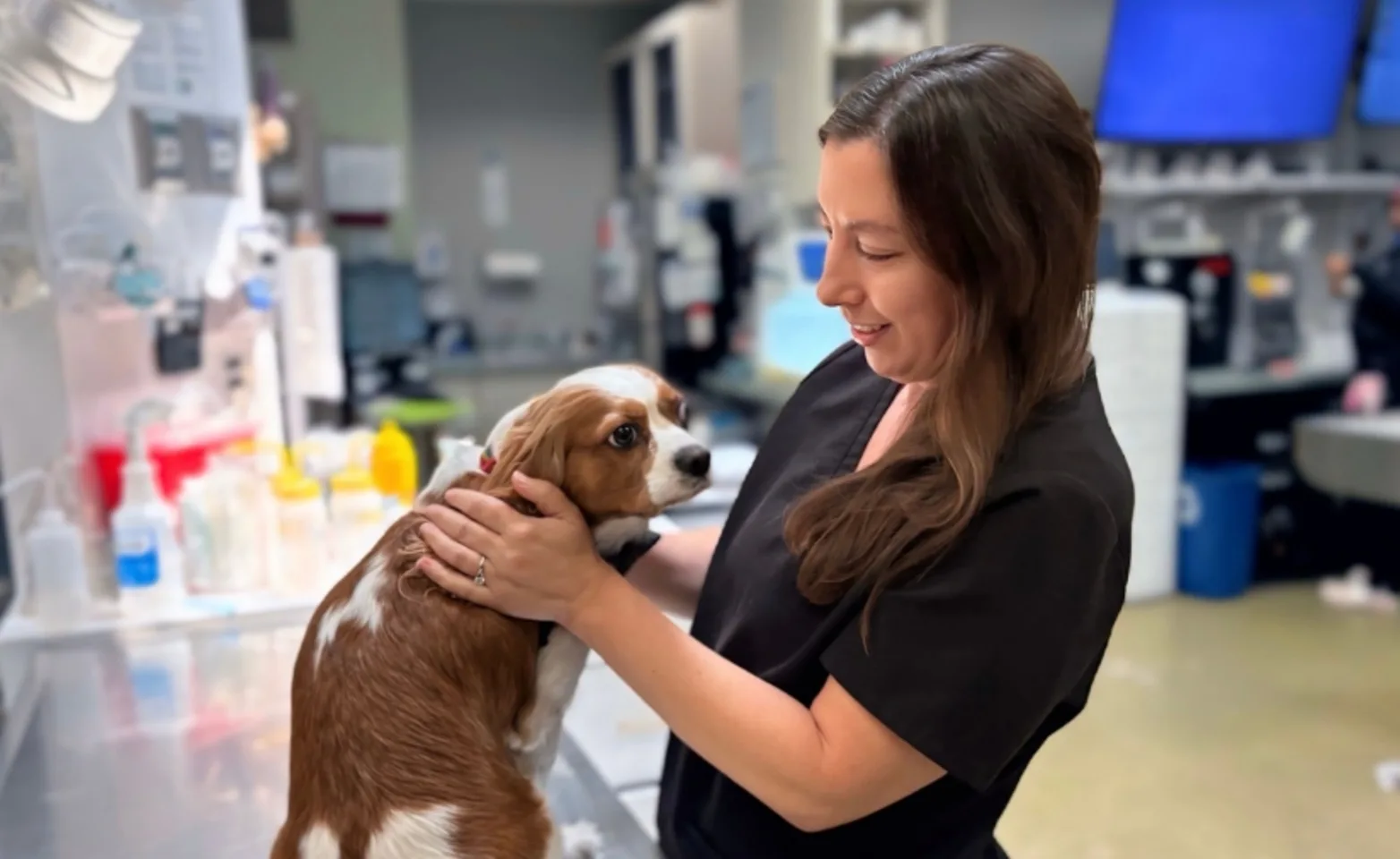Veterinarian smiling and petting a dog. Veterinarian smiling and petting a dog.