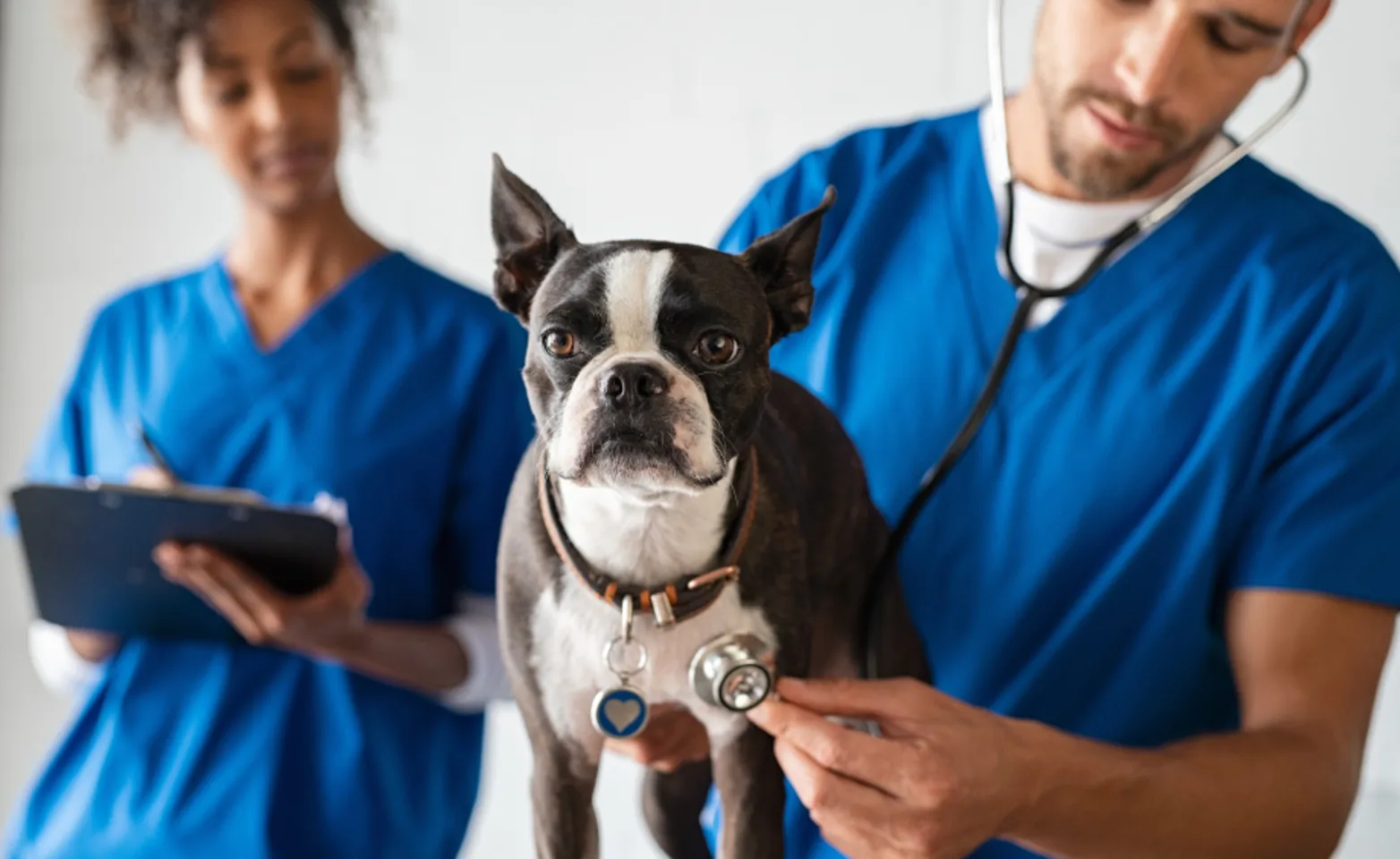 Dog having its heartbeat checked by a doctor with a stethoscope.