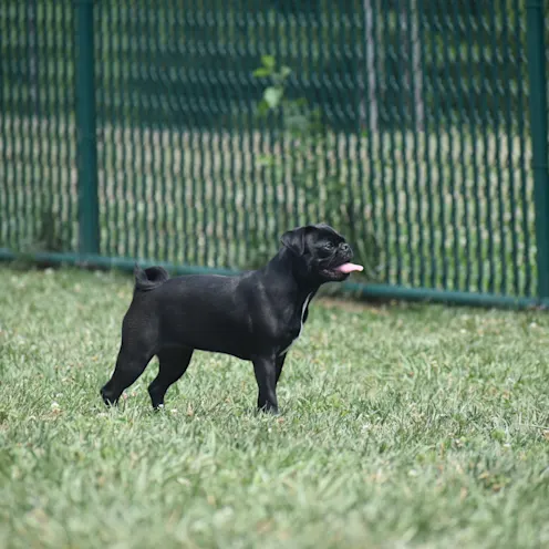 Black Dog sticking out tongue on field of grass at Blue Ridge Pet resort. Black Dog sticking out tongue on field of grass at Blue Ridge Pet resort.