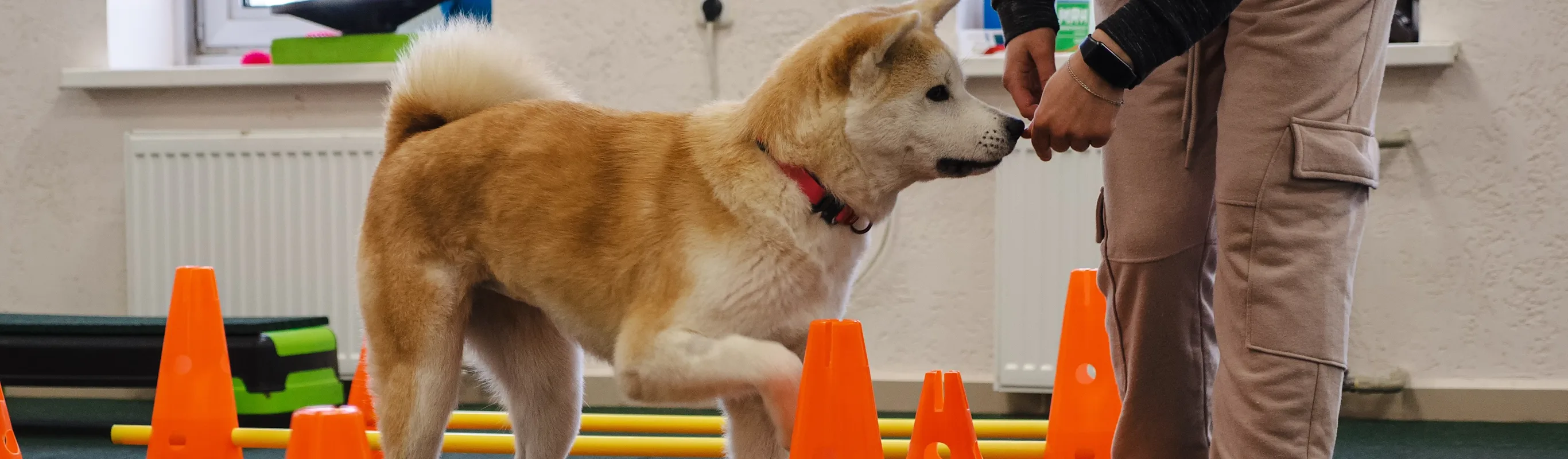 Shiba Inu going through rehabilitation therapy, walking through a set of orange cones. Shiba Inu going through rehabilitation therapy, walking through a set of orange cones.
