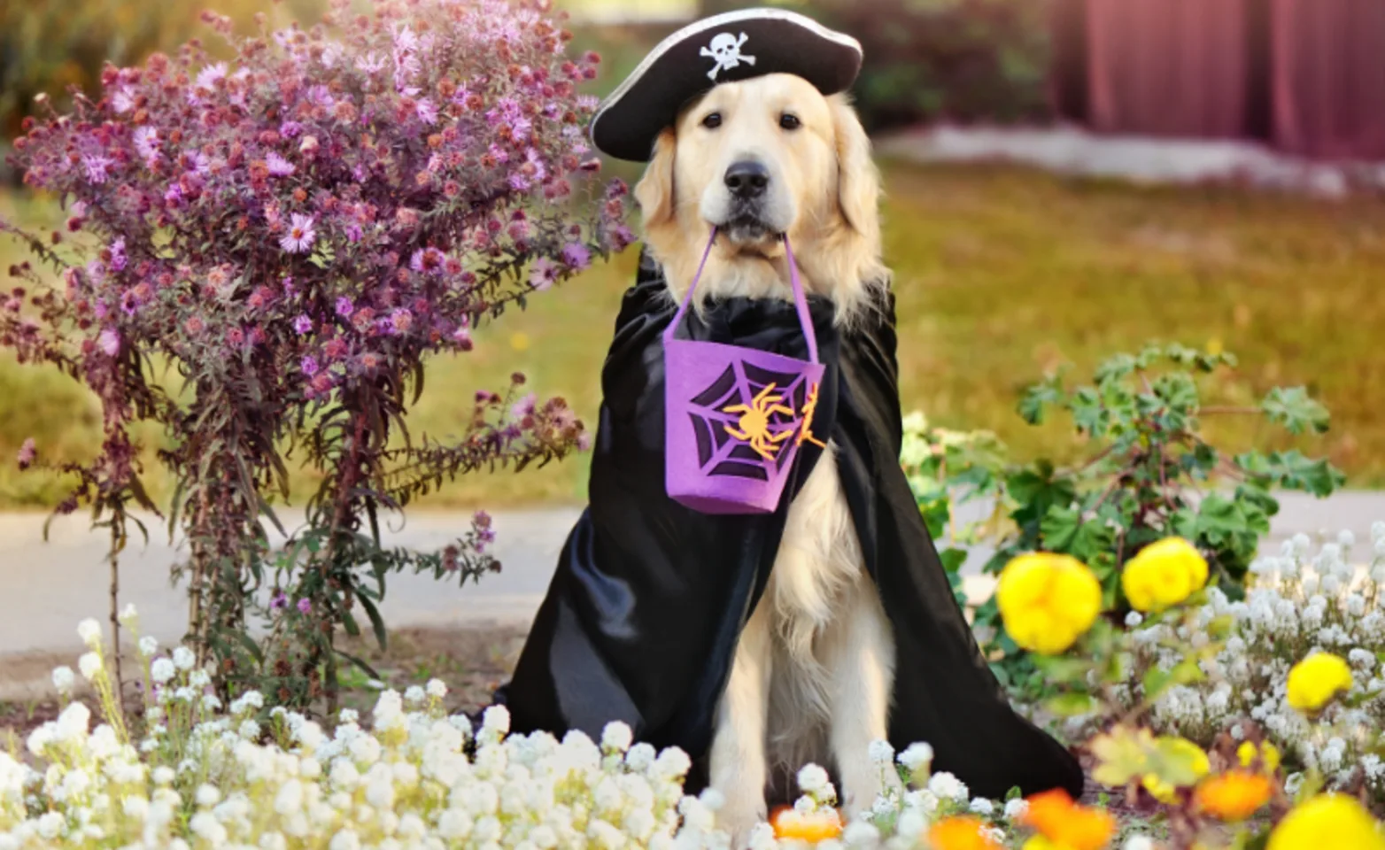 Dog Wearing a Pirate Hat & Holding a Candy Basket Dog Wearing a Pirate Hat & Holding a Candy Basket