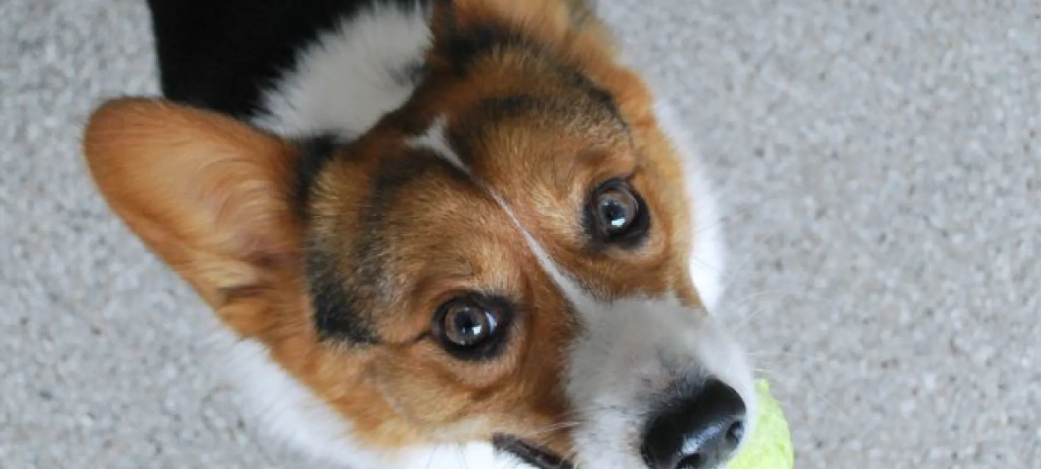 Corgi with tennis ball at Hinsdale Animal Hospital Corgi with tennis ball at Hinsdale Animal Hospital
