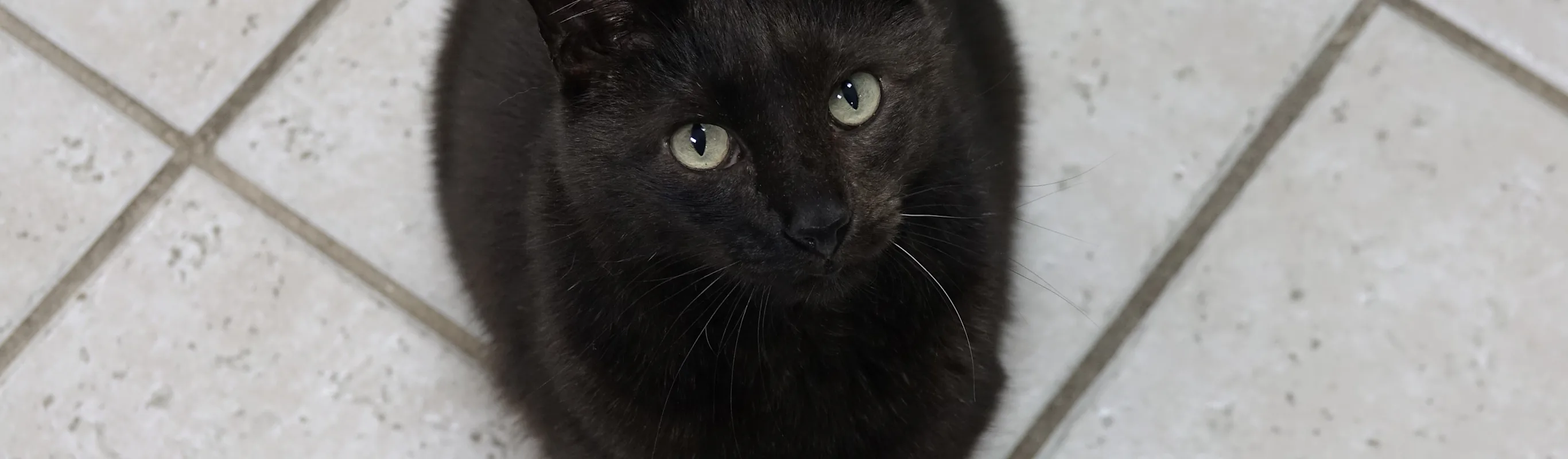 black cat black cat