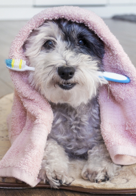 Dog Biting a Toothbrush with a Towel