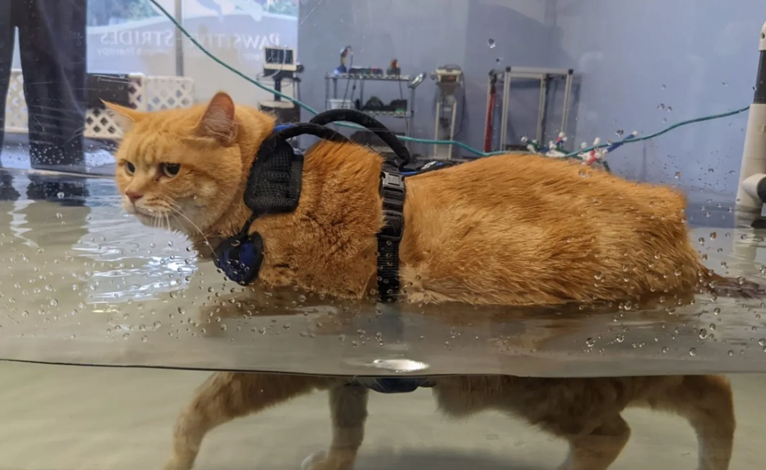 Cat using an underwater treadmill Cat using an underwater treadmill