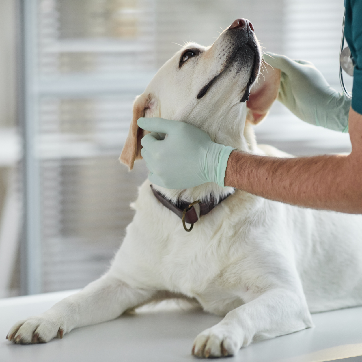 Dog on a surgery table with a veterinarian