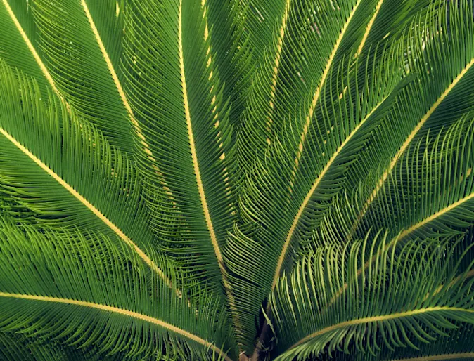 Sago Palm Plant Sago Palm Plant