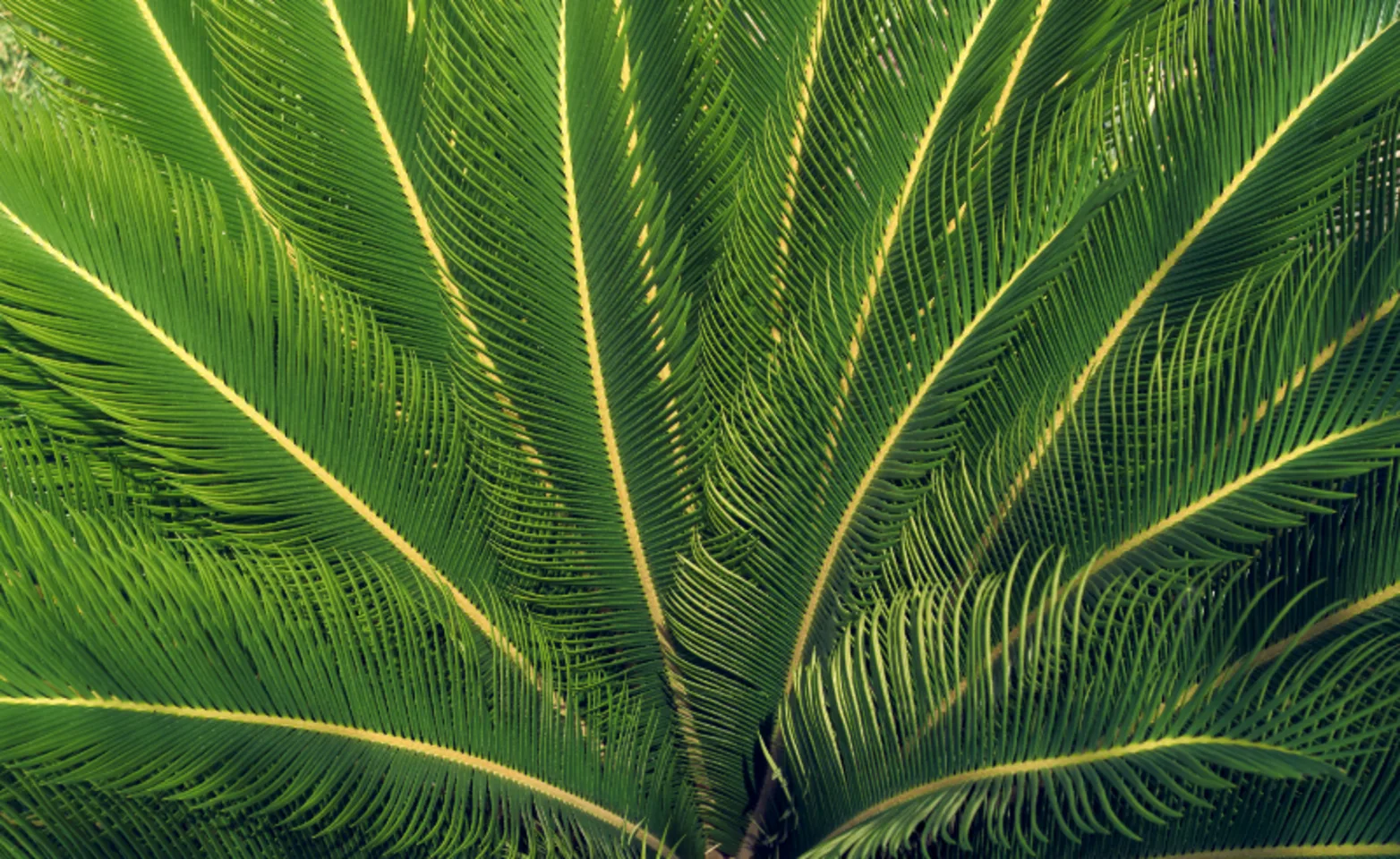 Sago Palm Plant Sago Palm Plant