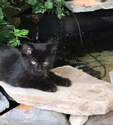 Nate the black cat Nate the black cat