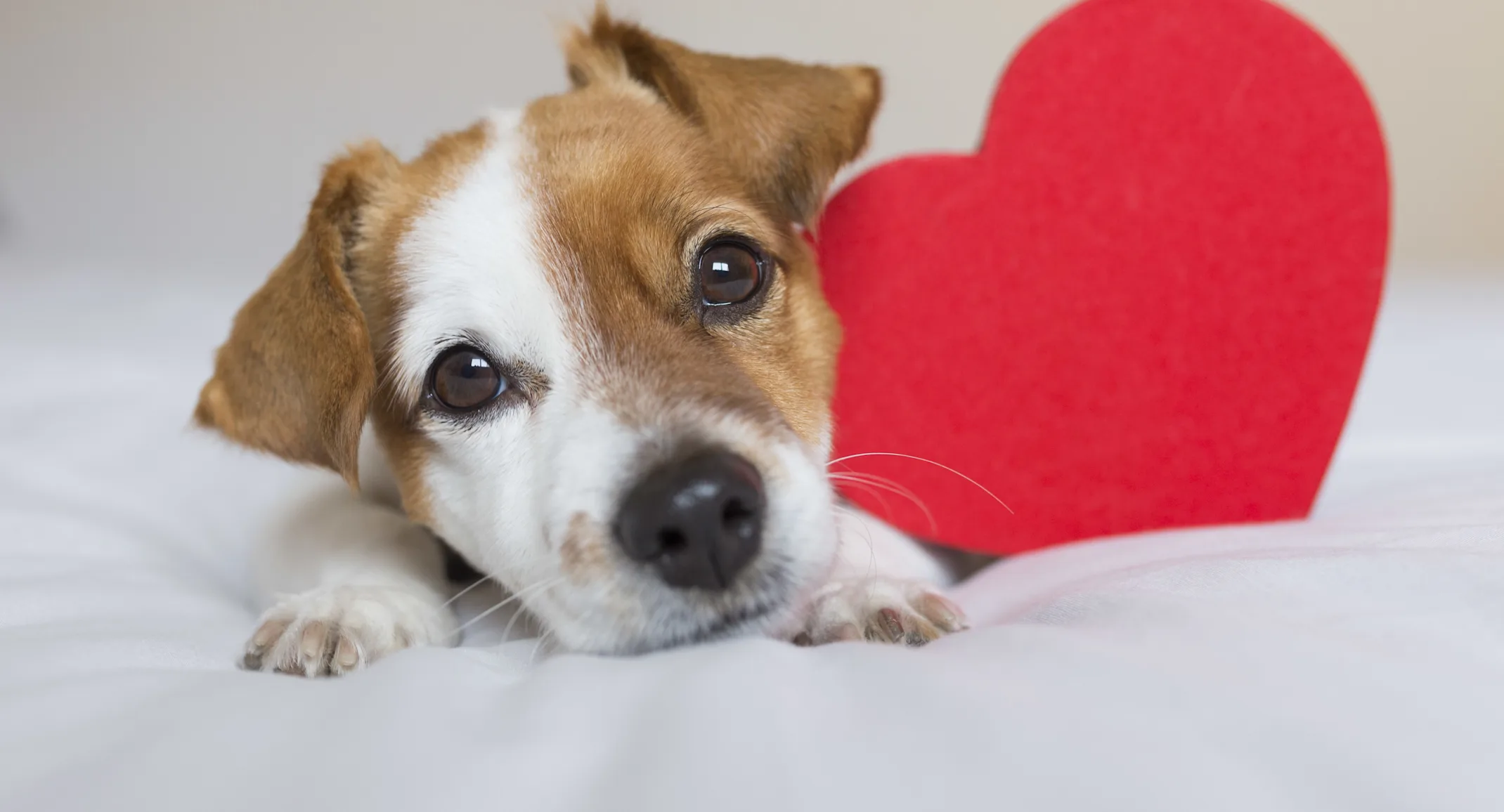 Dog laying on bed with a red heart Dog laying on bed with a red heart