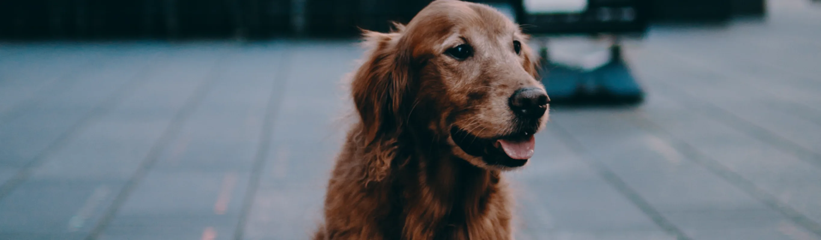 Dog sitting on the sidewalk in NYC Dog sitting on the sidewalk in NYC