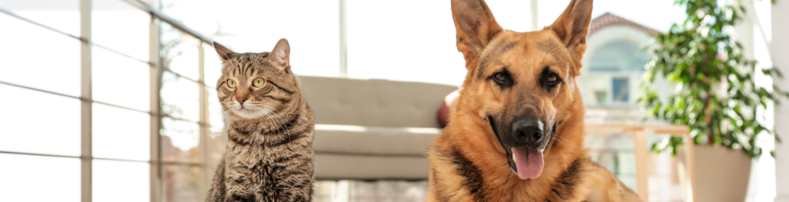 Dog and store cat boarding